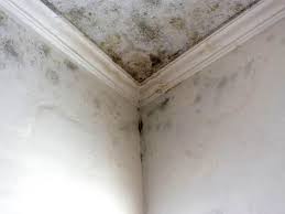 Best Mold Damage Restoration  in Bishop, TX